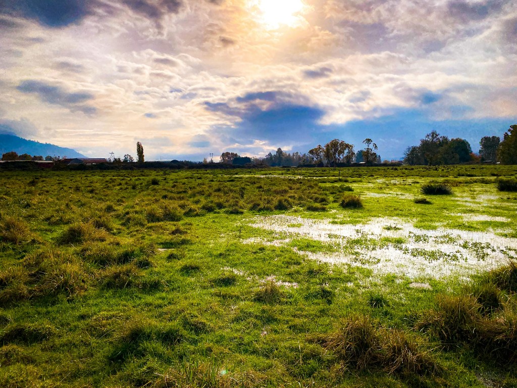 Hydric soil sample used during wetland delineation