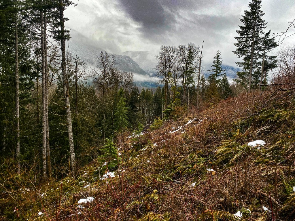 Pacific Northwest forested slope for critical areas site review