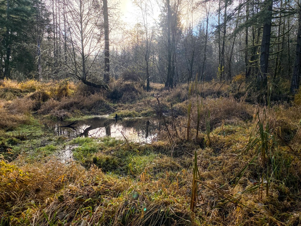Forested wetland in the Pacific Northwest for wetland delineation