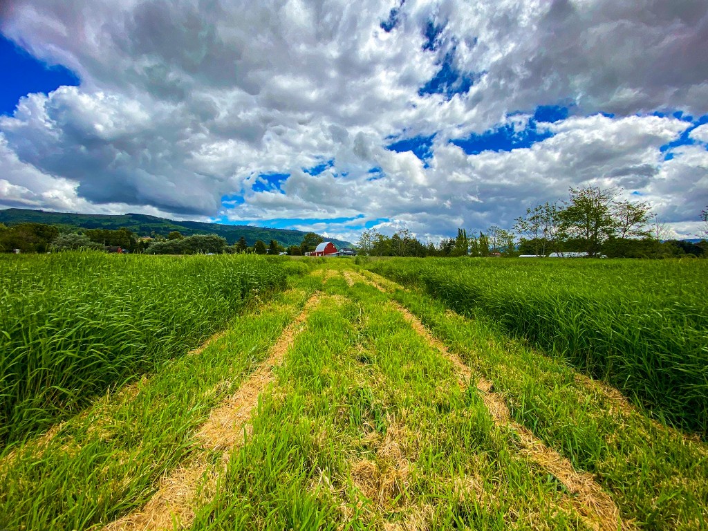 Agricultural wetland field in Western Washington