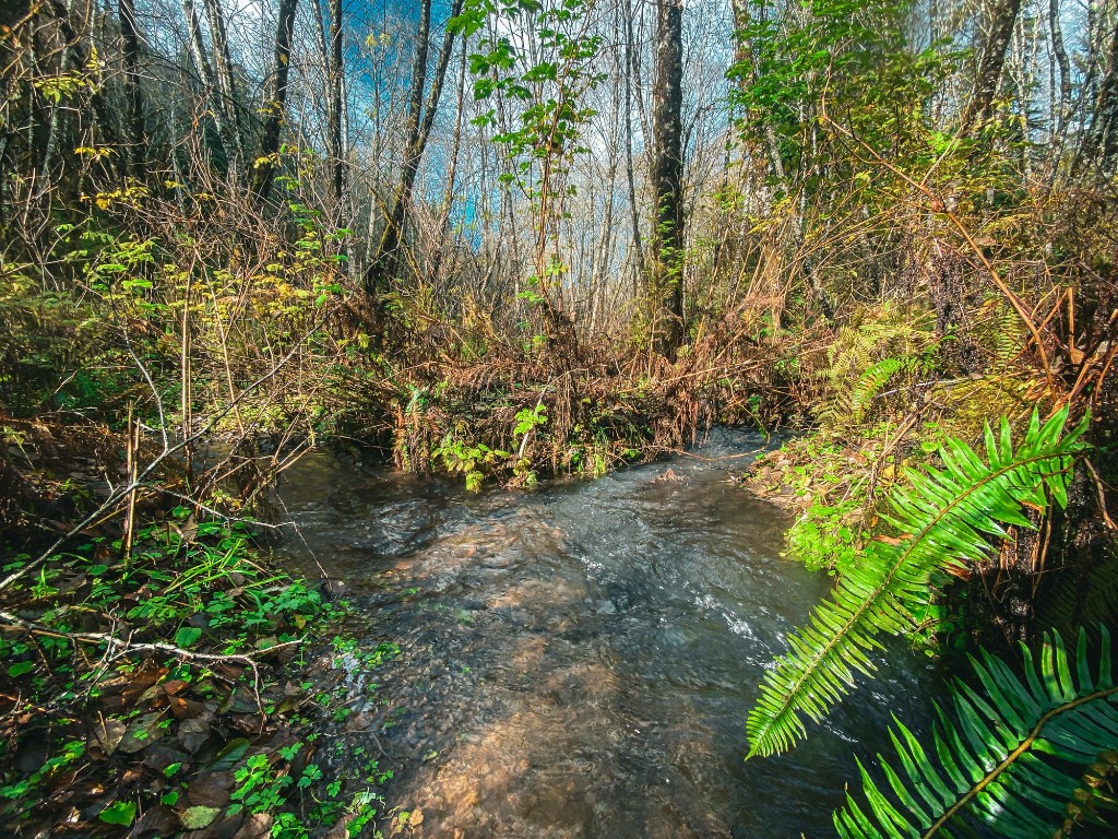 Forested stream habitat assessment in Western Washington