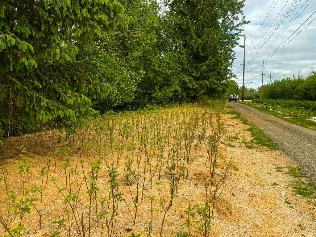 Western Washington riparian restoration planting near a road corridor
