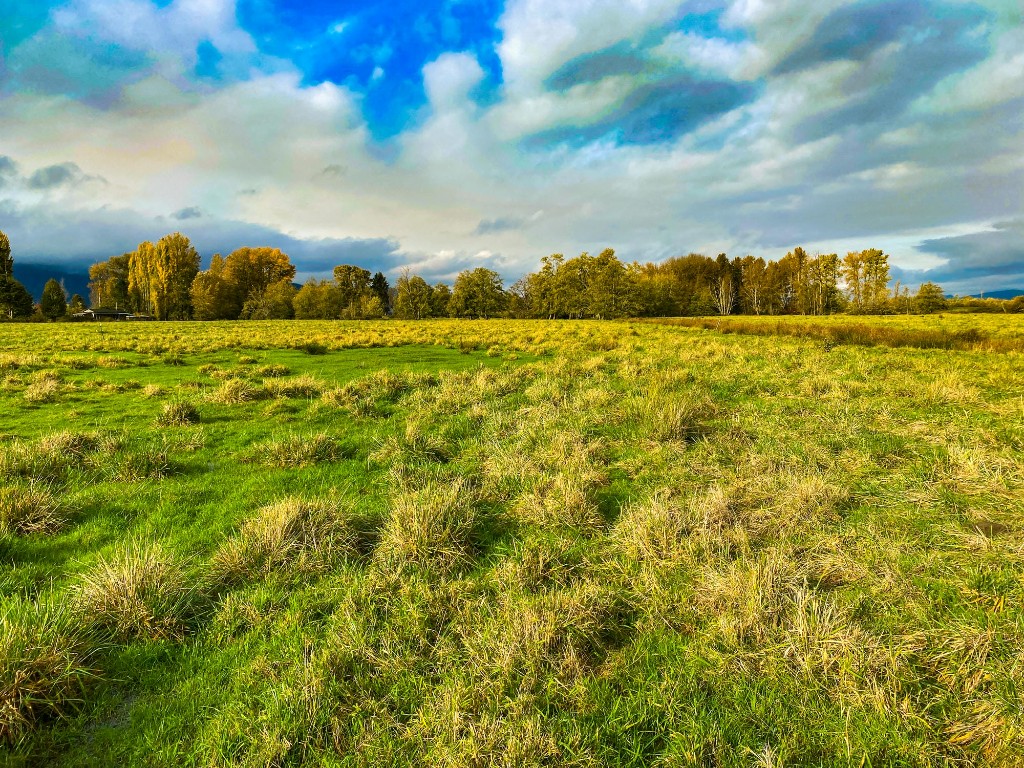 Western Washington wetland meadow for critical areas permitting